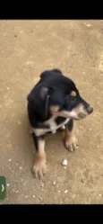 Brutos tobby