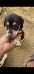 Brutos tobby