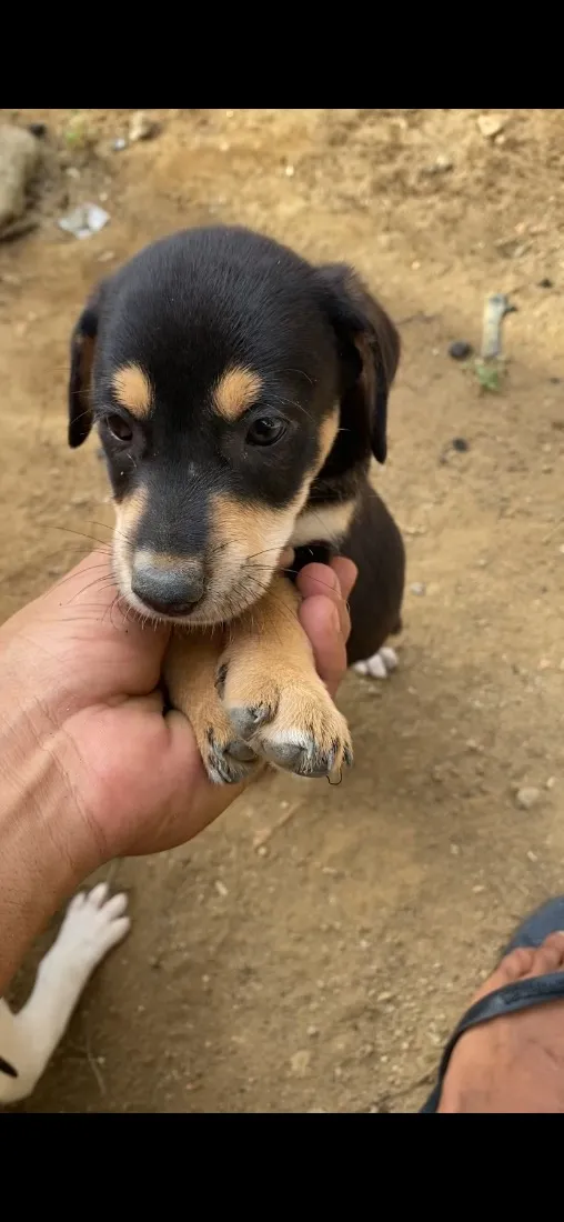 Cachorro raça SRD-ViraLata idade 2 a 6 meses nome Brutos tobby