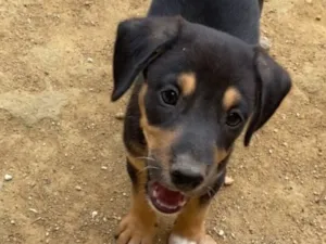 Cachorro raça SRD-ViraLata idade 2 a 6 meses nome Brutos tobby
