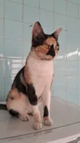 MEG