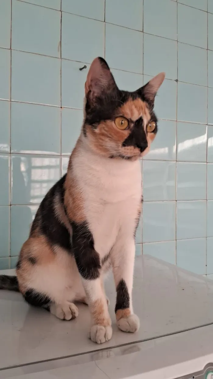 Gato raça SRD-ViraLata idade 1 ano nome MEG
