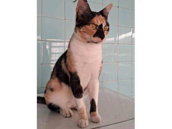 Gato raça SRD-ViraLata idade 1 ano nome MEG