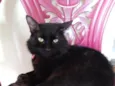 bebê 