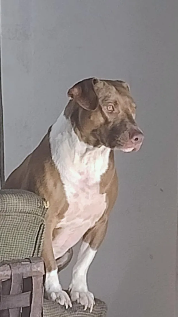 Cachorro raça Pit-Bull idade 2 anos nome Medusa