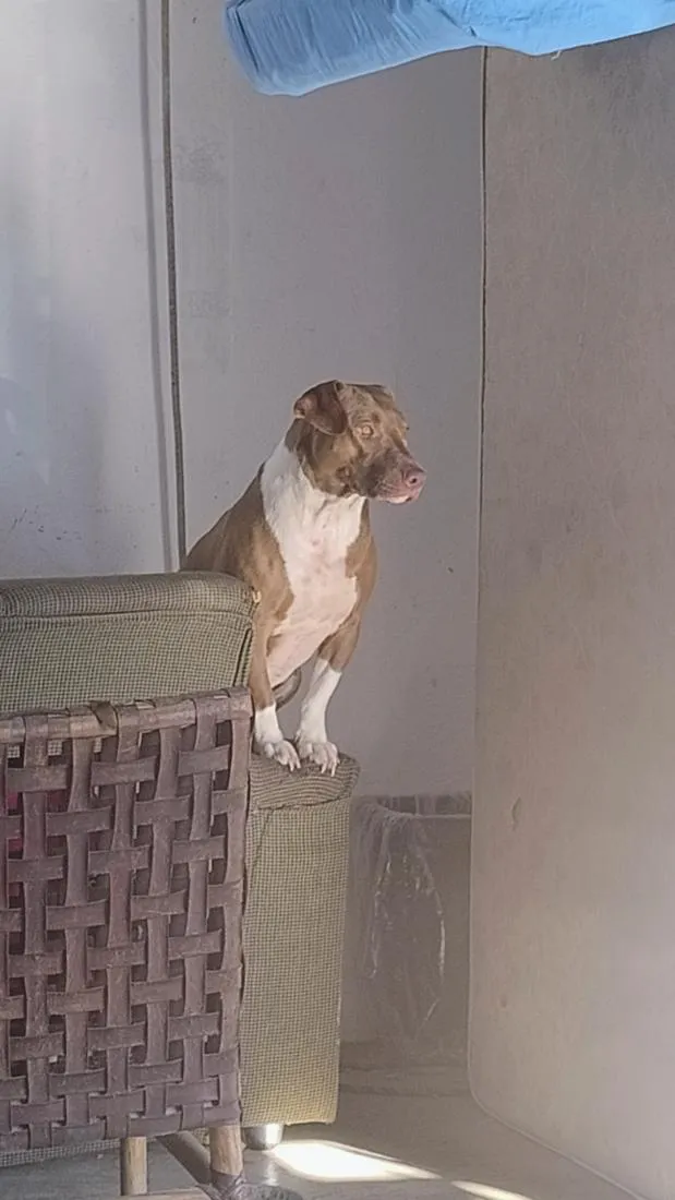 Cachorro raça Pit-Bull idade 2 anos nome Medusa