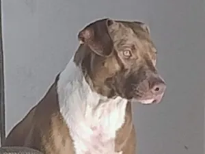 Cachorro raça Pit-Bull idade 2 anos nome Medusa