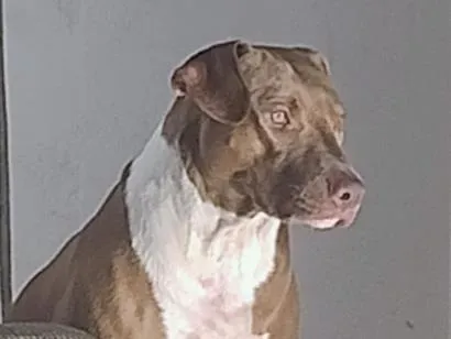 Cachorro raça Pit-Bull idade 2 anos nome Medusa