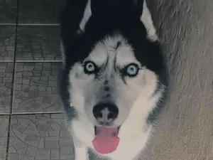 Cachorro raça Husky Siberiano idade 6 ou mais anos nome Mirana