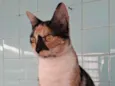 MEG