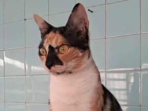 Gato raça SRD-ViraLata idade 1 ano nome MEG
