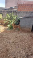 Tio Bola