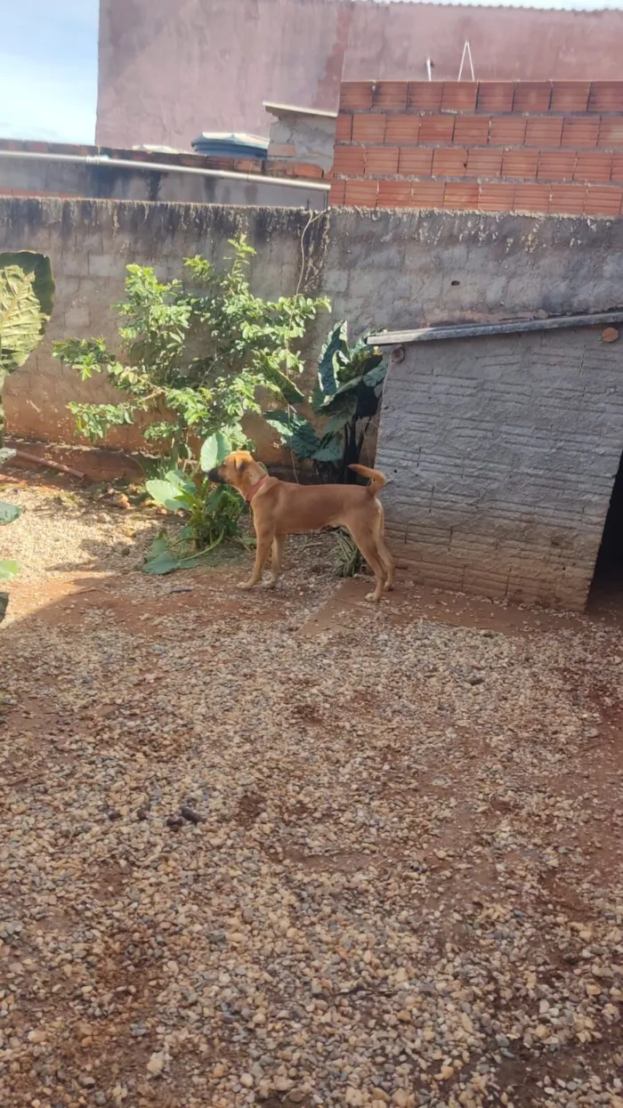 Cachorro raça Pit-Bull idade 1 ano nome Tio Bola