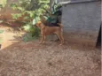 Tio Bola