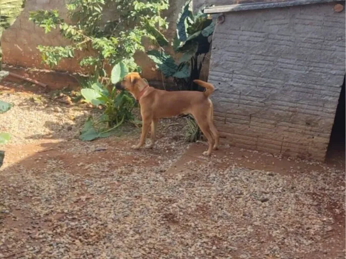 Cachorro raça Pit-Bull idade 1 ano nome Tio Bola