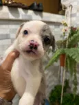 Doug