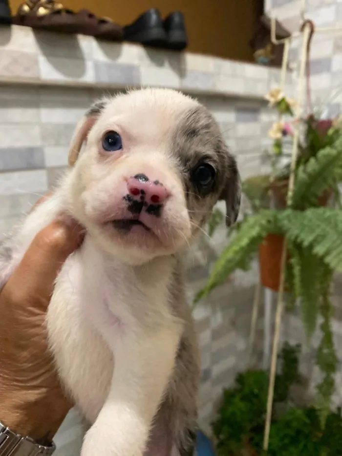 Cachorro raça SRD-ViraLata idade Abaixo de 2 meses nome Doug