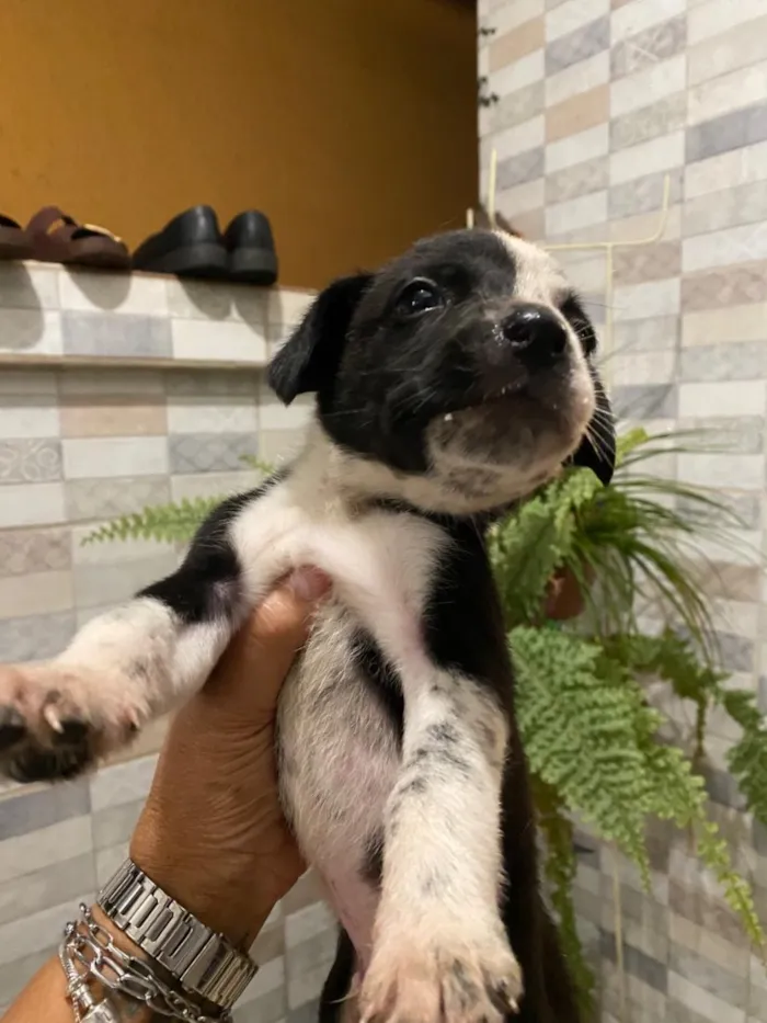 Cachorro raça SRD-ViraLata idade 2 a 6 meses nome Malu