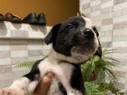 Cachorro raça SRD-ViraLata idade 2 a 6 meses nome Malu
