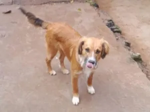 Cachorro raça SRD-ViraLata idade 7 a 11 meses nome Urso