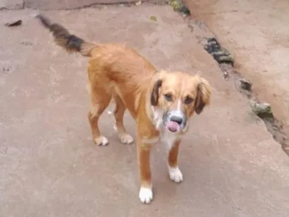 Cachorro raça SRD-ViraLata idade 7 a 11 meses nome Urso