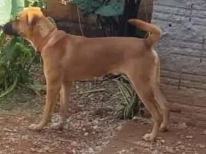 Cachorro raça Pit-Bull idade 1 ano nome Tio Bola