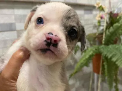Cachorro raça SRD-ViraLata idade Abaixo de 2 meses nome Doug