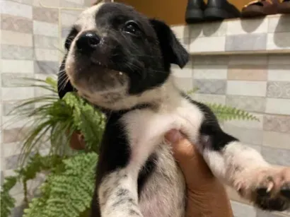 Cachorro raça SRD-ViraLata idade 2 a 6 meses nome Malu