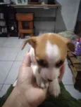 Filhotes de fox paulistinha