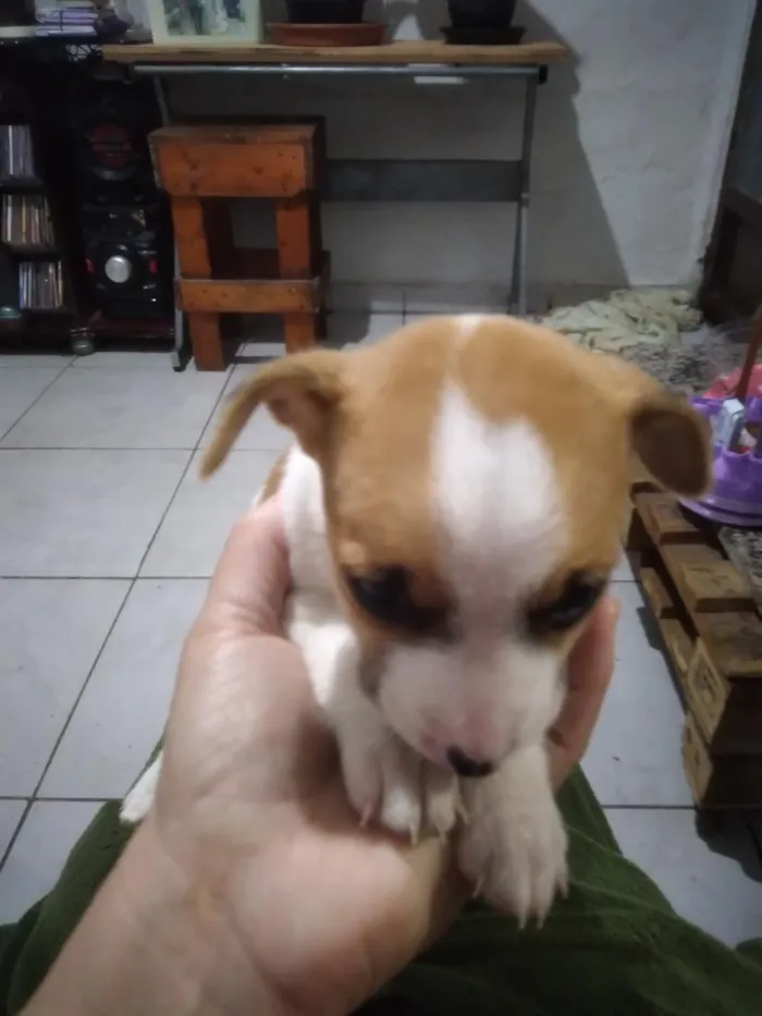 Cachorro raça Labrador idade 2 a 6 meses nome Filhotes de fox paulistinha