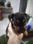 Filhotes de fox paulistinha