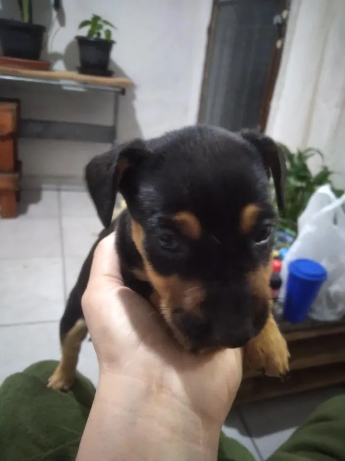 Cachorro raça Labrador idade 2 a 6 meses nome Filhotes de fox paulistinha
