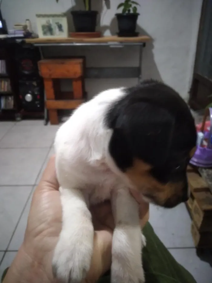 Cachorro raça Labrador idade 2 a 6 meses nome Filhotes de fox paulistinha
