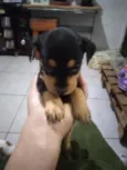 Filhotes de fox paulistinha