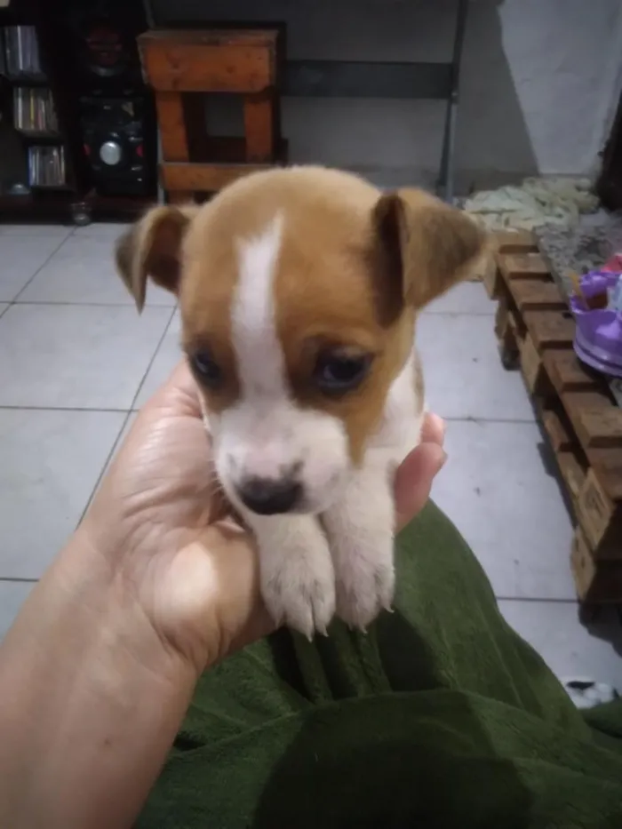 Cachorro raça Labrador idade 2 a 6 meses nome Filhotes de fox paulistinha