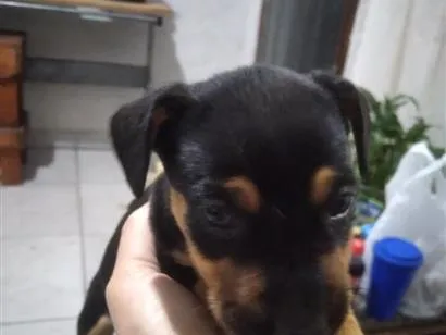 Cachorro raça Labrador idade 2 a 6 meses nome Filhotes de fox paulistinha