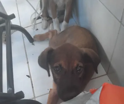 Cachorro raça SRD-ViraLata idade 2 a 6 meses nome Luna e Rex