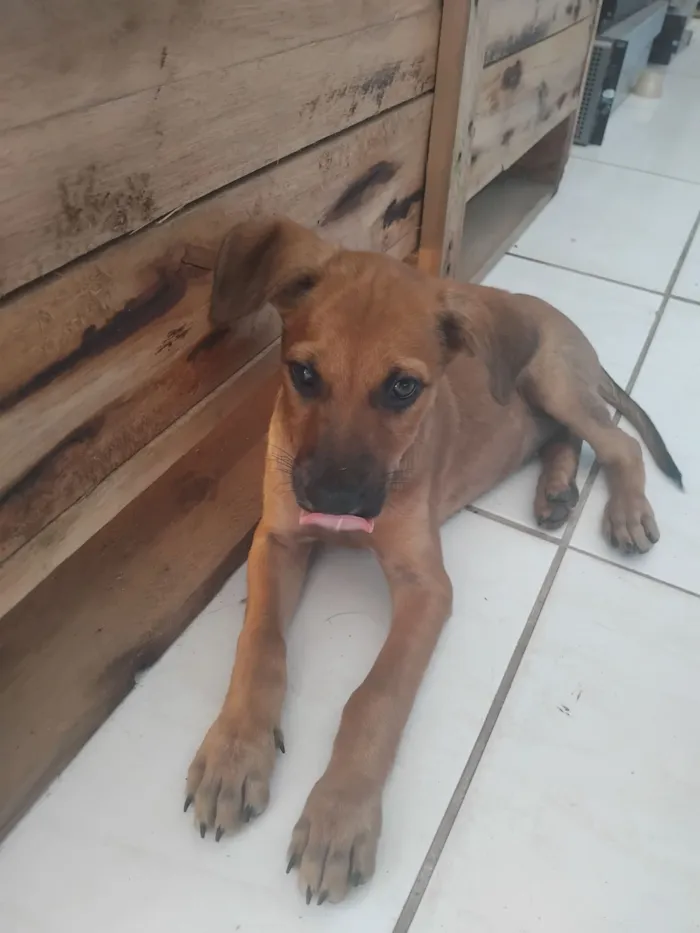Cachorro raça SRD-ViraLata idade 2 a 6 meses nome Luna e Rex
