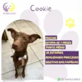 Cookie