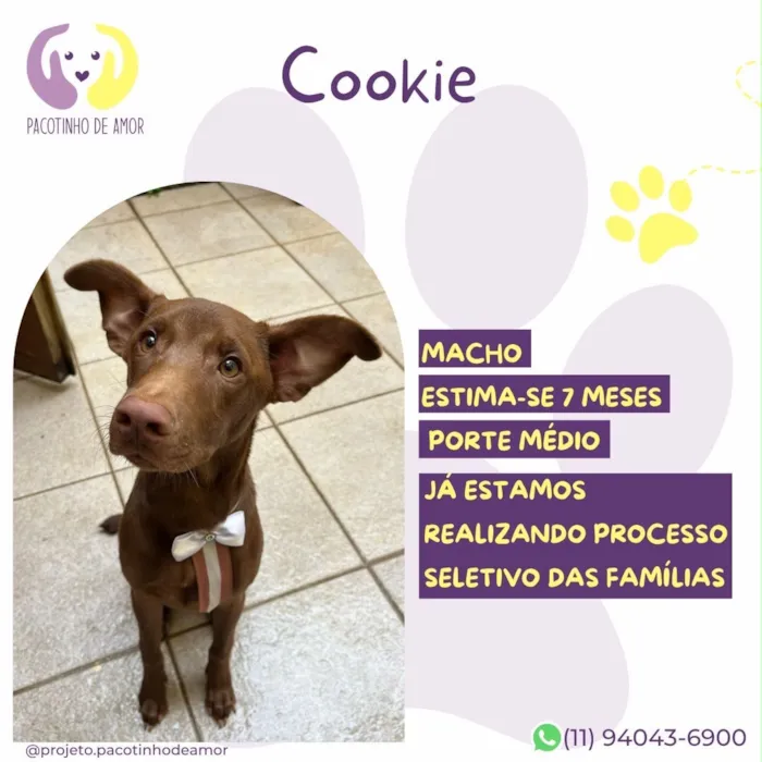 Cachorro raça SRD-ViraLata idade 7 a 11 meses nome Cookie