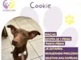 Cookie