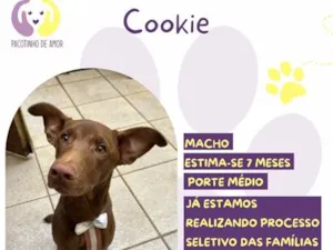 Cachorro raça SRD-ViraLata idade 7 a 11 meses nome Cookie