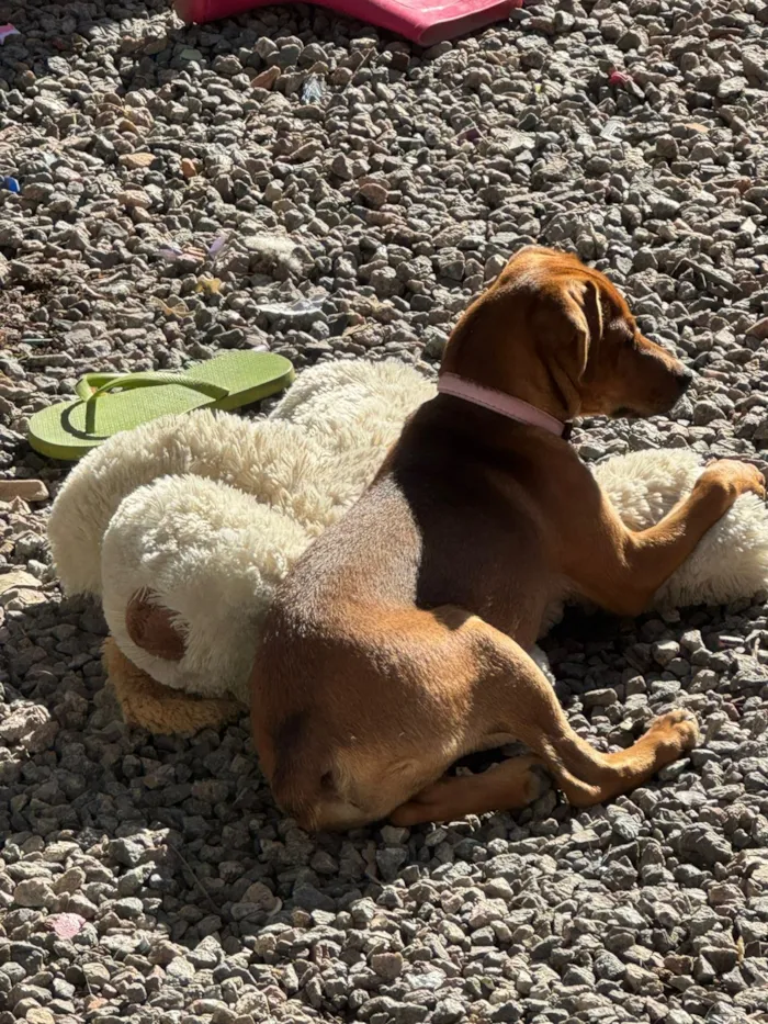 Cachorro raça SRD-ViraLata idade 2 a 6 meses nome Ayla 