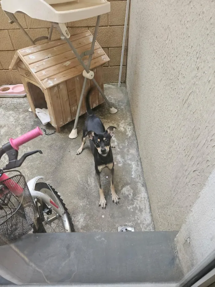 Cachorro raça SRD-ViraLata idade 2 a 6 meses nome safira