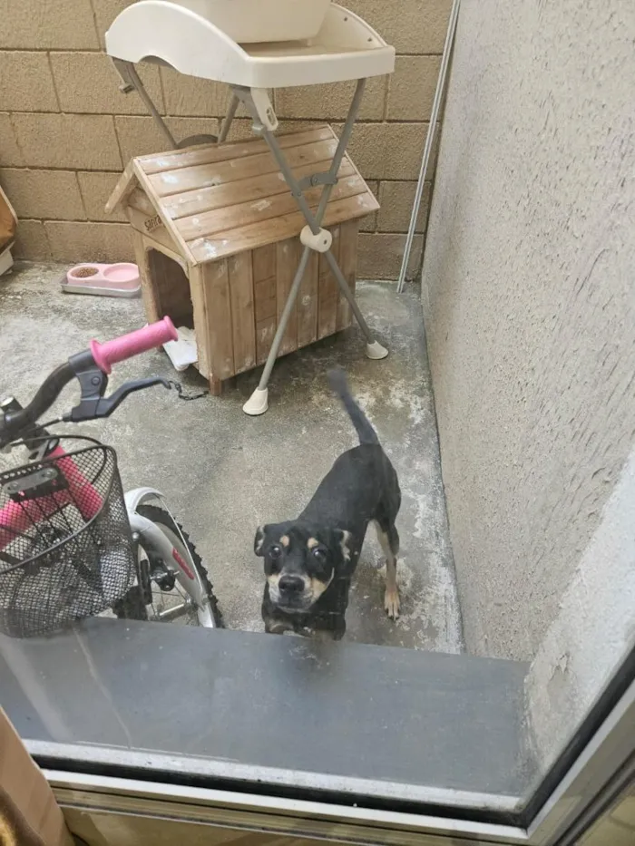 Cachorro raça SRD-ViraLata idade 2 a 6 meses nome safira