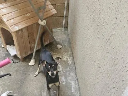 Cachorro raça SRD-ViraLata idade 2 a 6 meses nome safira