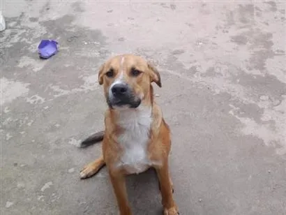 Cachorro raça SRD-ViraLata idade 7 a 11 meses nome Aldinho