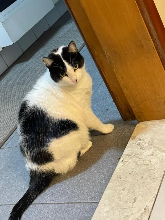 Gato raça SRD-ViraLata idade 6 ou mais anos nome Luna