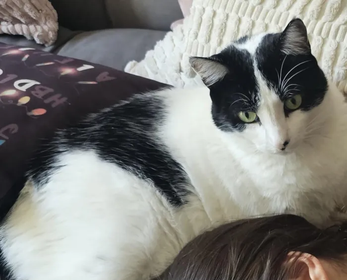 Gato raça SRD-ViraLata idade 6 ou mais anos nome Luna