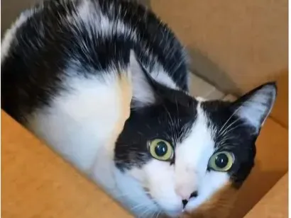 Gato raça SRD-ViraLata idade 6 ou mais anos nome Luna